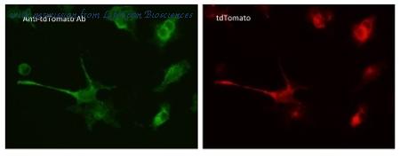 LifeSpan Biosciences LS-C340696 image 2