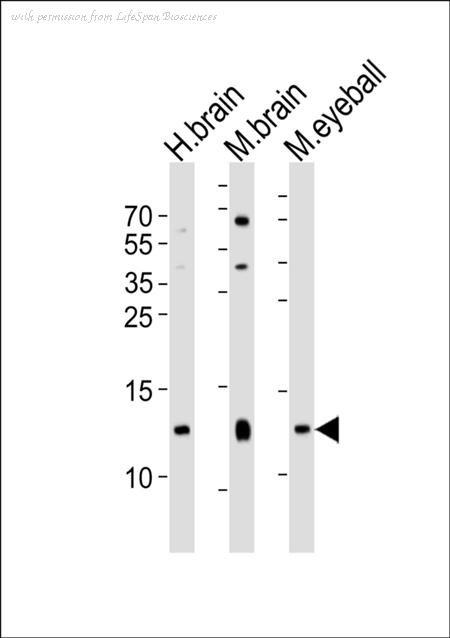 LifeSpan Biosciences LS-C344603 image 2