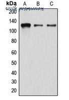 LifeSpan Biosciences LS-C352119 image 1
