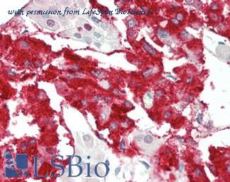 LifeSpan Biosciences LS-B12608 image 1
