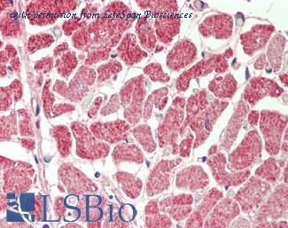 LifeSpan Biosciences LS-B12635 image 1