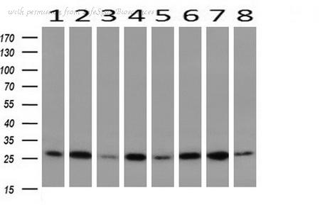 LifeSpan Biosciences LS-B13280 image 1
