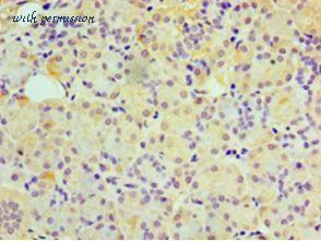 LifeSpan Biosciences LS-C371347 image 1