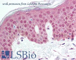 LifeSpan Biosciences LS-B301 image 1