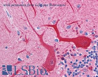 LifeSpan Biosciences LS-B235 image 1