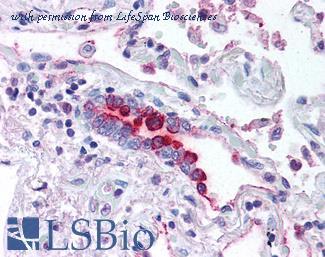 LifeSpan Biosciences LS-B523 image 1