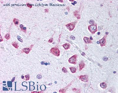 LifeSpan Biosciences LS-B701 image 1