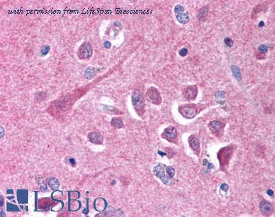 LifeSpan Biosciences LS-B708 image 1