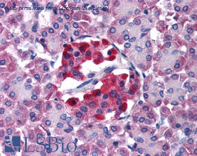 LifeSpan Biosciences LS-B708 image 2