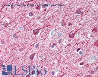 LifeSpan Biosciences LS-B290 image 1
