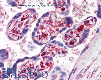 LifeSpan Biosciences LS-B291 ͼ 1