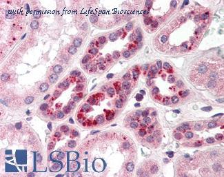 LifeSpan Biosciences LS-B399 image 1