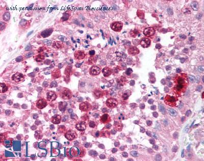 LifeSpan Biosciences LS-B1064 image 1
