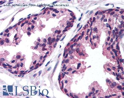 LifeSpan Biosciences LS-B1071 image 1