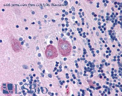 LifeSpan Biosciences LS-B1072 image 1