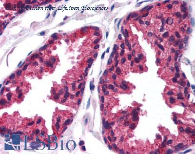 LifeSpan Biosciences LS-B1072 image 2