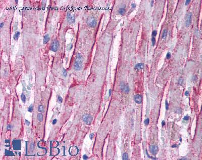 LifeSpan Biosciences LS-B1076 image 1