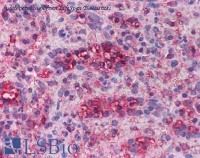 LifeSpan Biosciences LS-B1078 image 1