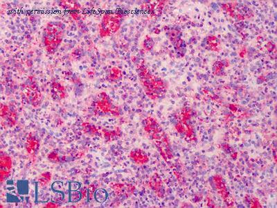 LifeSpan Biosciences LS-B1079 image 1