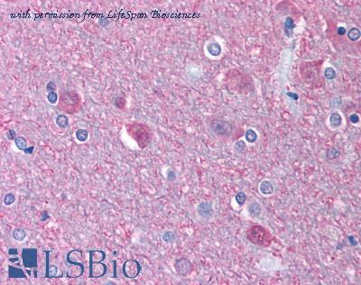 LifeSpan Biosciences LS-B1082 image 1