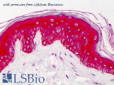 LifeSpan Biosciences LS-B1088 image 1