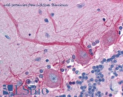 LifeSpan Biosciences LS-B1090 image 1