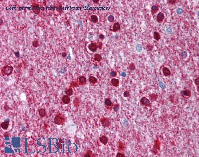 LifeSpan Biosciences LS-B1095 image 1