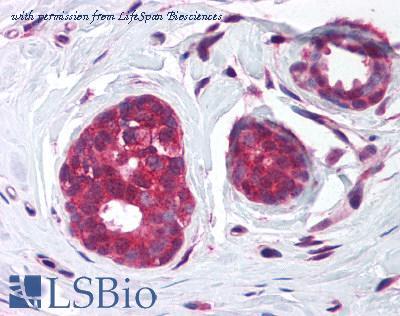 LifeSpan Biosciences LS-B1099 image 1