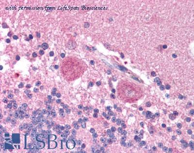 LifeSpan Biosciences LS-B1112 image 1