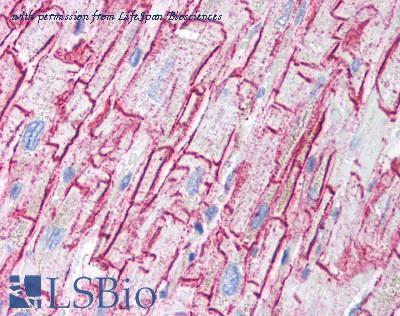 LifeSpan Biosciences LS-B1226 image 1