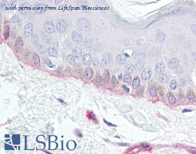 LifeSpan Biosciences LS-B1226 image 2