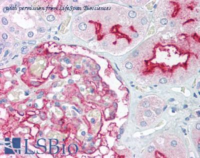 LifeSpan Biosciences LS-B1228 image 1