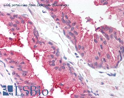 LifeSpan Biosciences LS-B1228 image 2