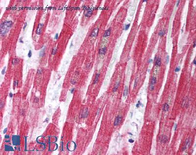 LifeSpan Biosciences LS-B1233 image 1