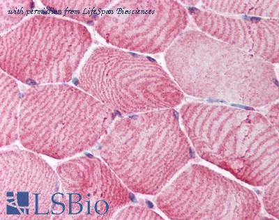 LifeSpan Biosciences LS-B1233 image 2