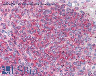 LifeSpan Biosciences LS-B1234 image 1