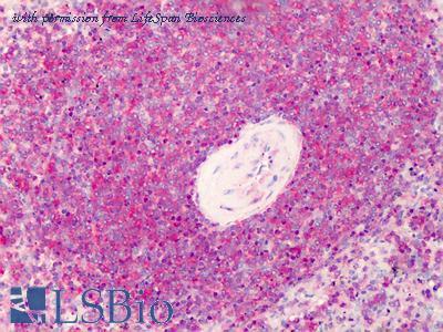 LifeSpan Biosciences LS-B1234 image 2