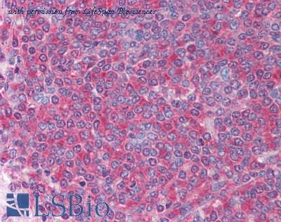 LifeSpan Biosciences LS-B1244 image 1