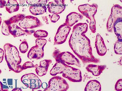 LifeSpan Biosciences LS-B1244 image 2