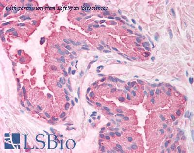 LifeSpan Biosciences LS-B1246 image 1