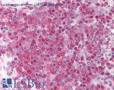 LifeSpan Biosciences LS-B1253 image 1
