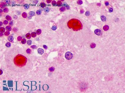 LifeSpan Biosciences LS-B1253 image 2