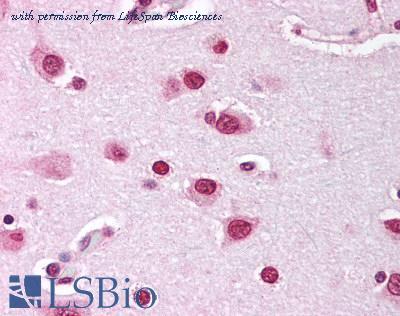 LifeSpan Biosciences LS-B1266 image 1