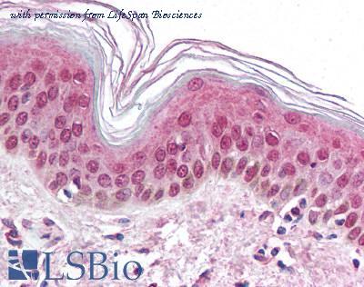 LifeSpan Biosciences LS-B1266 image 2
