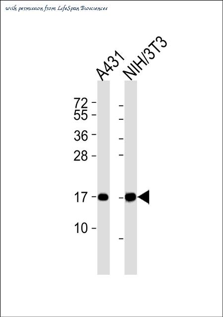 LifeSpan Biosciences LS-B14234 image 1