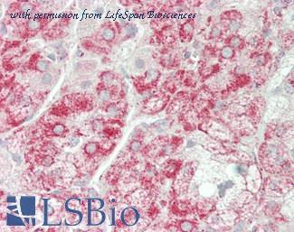 LifeSpan Biosciences LS-B14234 image 2