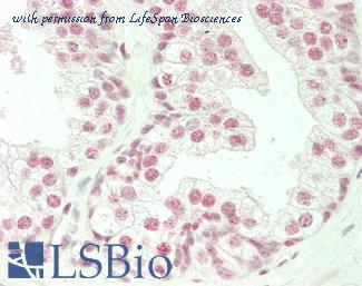 LifeSpan Biosciences LS-B14788 image 1