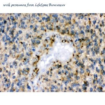 LifeSpan Biosciences LS-C407798 image 2