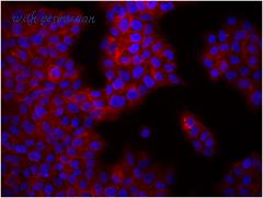 LifeSpan Biosciences LS-C40964 image 2