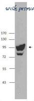 LifeSpan Biosciences LS-C41064 image 1